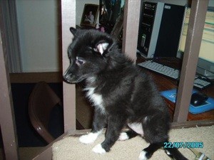 Is My Puppy Purebred?